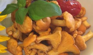 Frische Pfifferlinge